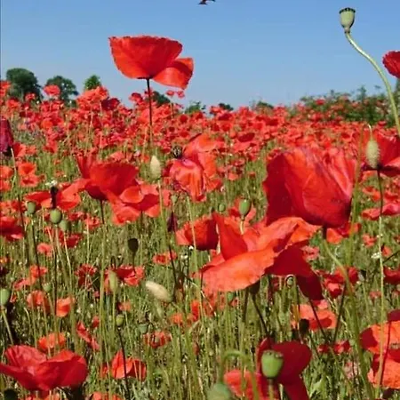 Landgasthof Rotlipp Gaestezimmer