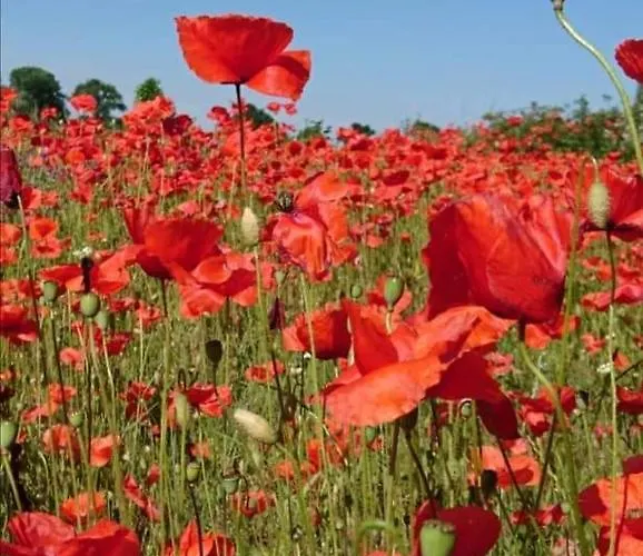 Landgasthof Rotlipp Gaestezimmer